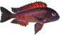 Tropheus red moliro